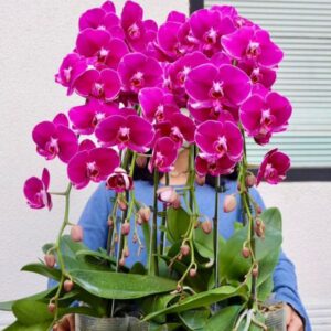lan hồ Điệp tím phú quý