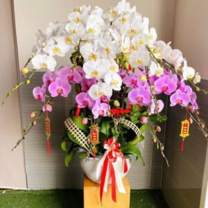 lan hồ Điệp song phúc premium