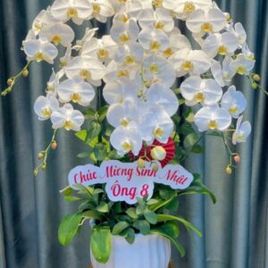 lan hồ Điệp Đại cát – white premium
