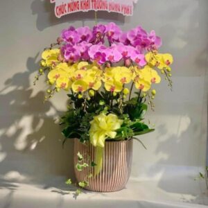 lan hồ Điệp song kim phúc