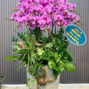 lan hồ Điệp purple luxury