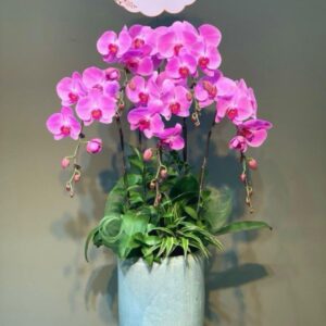lan hồ Điệp tím hồng dịu dàng