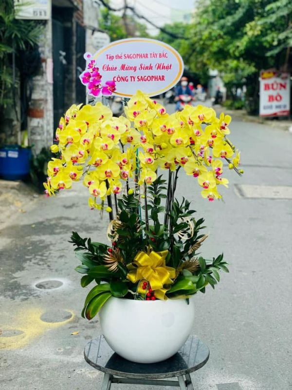 lan hồ Điệp vàng kim thịnh