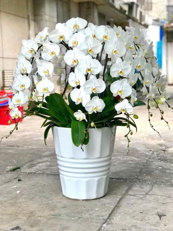 lan hồ Điệp white luxury