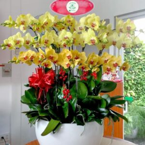 lan hồ Điệp kim phúc