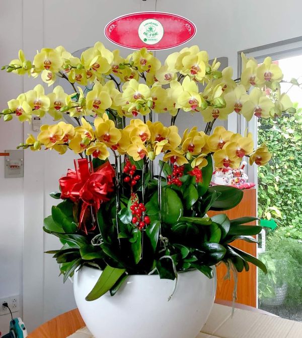lan hồ Điệp kim phúc