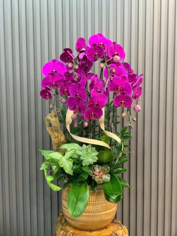 Chậu lan hồ điệp tím