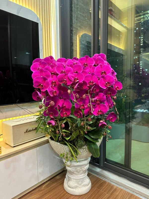 Chậu lan hồ điệp tím