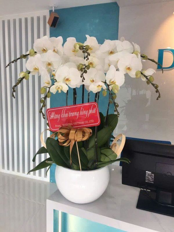 Chậu lan hồ điệp trắng