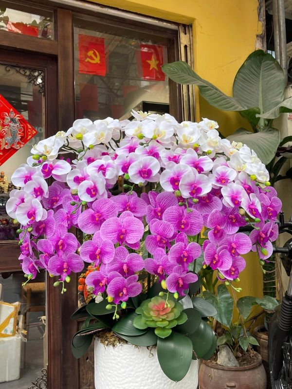 Chậu lan hồ điệp cao cấp phối màu theo yêu cầu