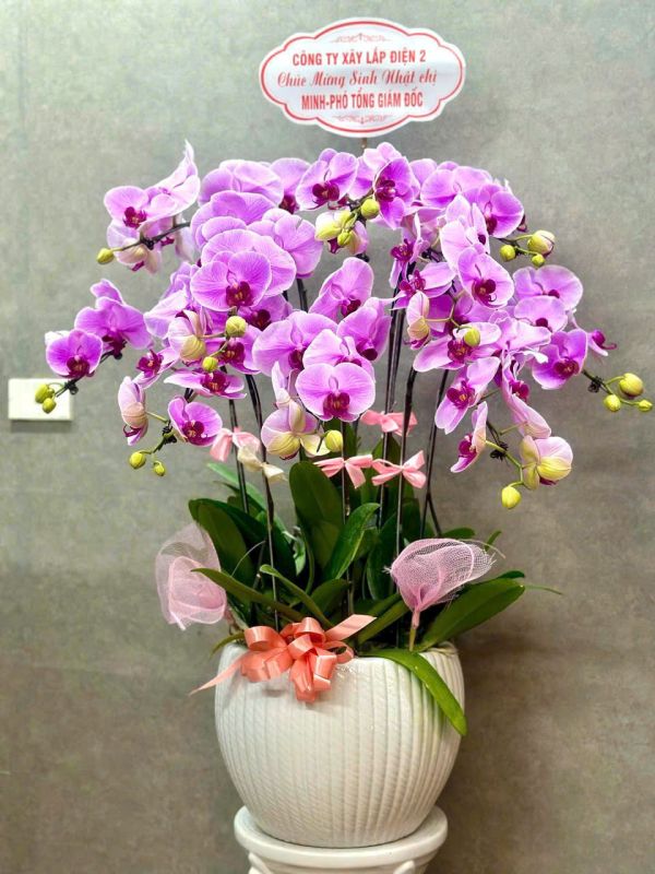 Chậu lan hồ điệp mừng sinh nhật