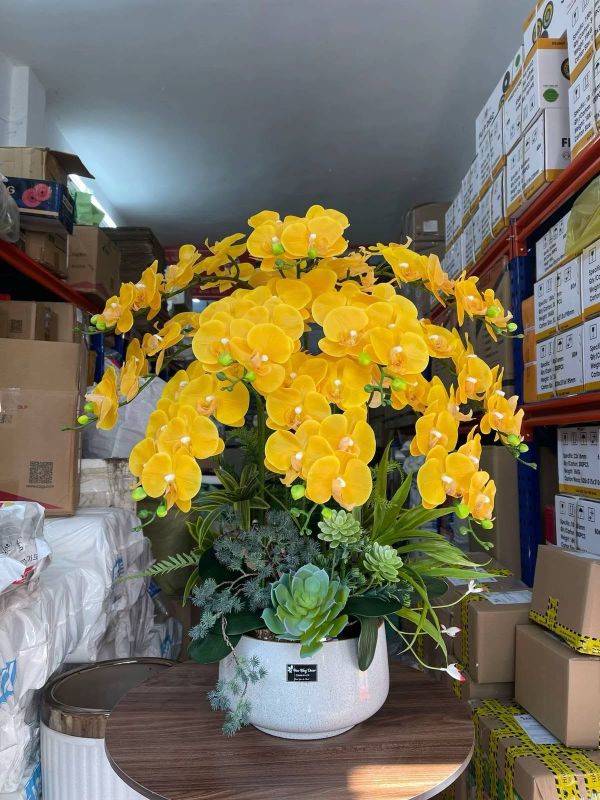Chậu lan hồ điệp vàng
