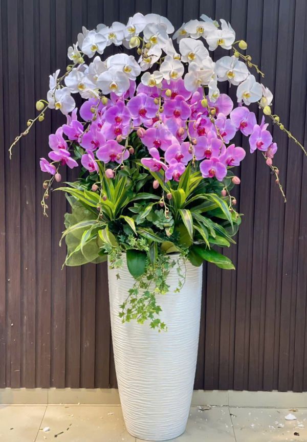 Chậu lan hồ điệp 2-5 triệu