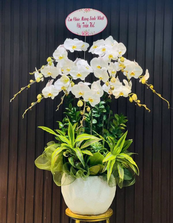 Chậu lan hồ điệp 1-2 triệu