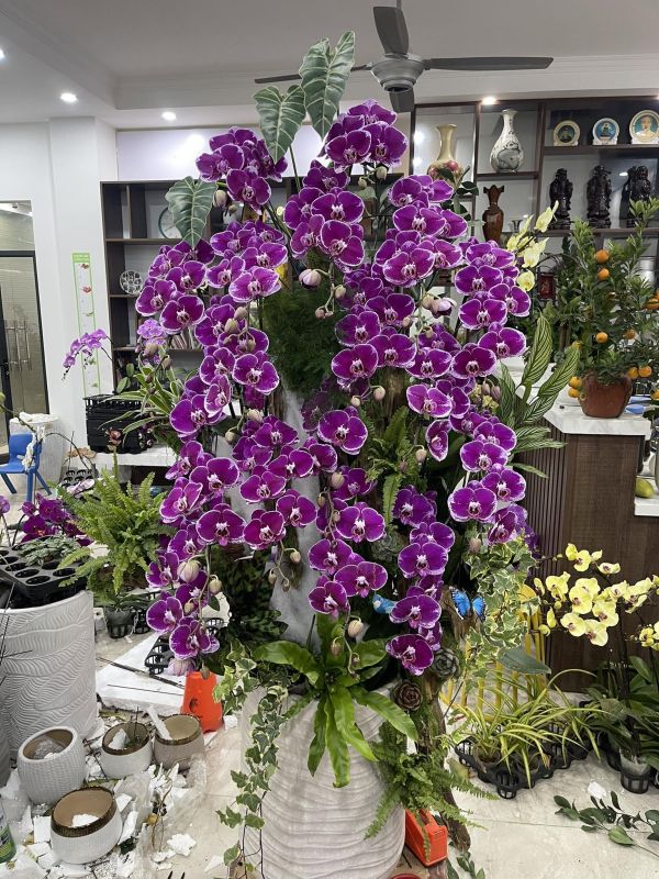 Chậu lan hồ điệp