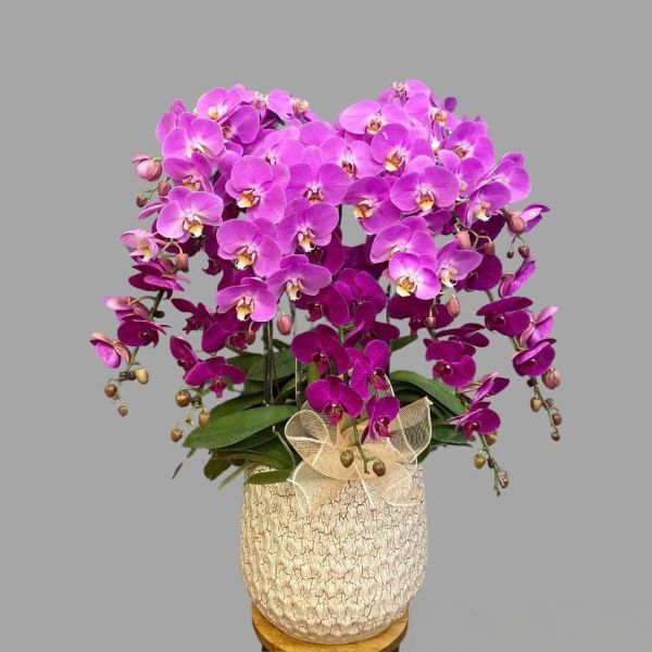 Chậu lan hồ điệp tím sang trọng