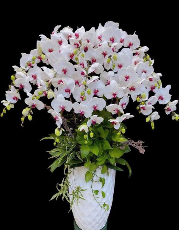 Chậu lan hồ điệp trắng