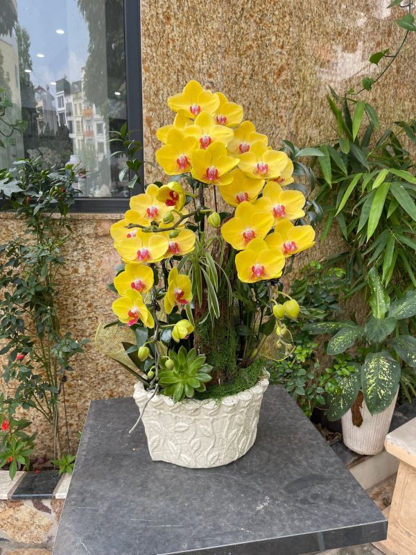 Chậu lan hồ điệp vàng