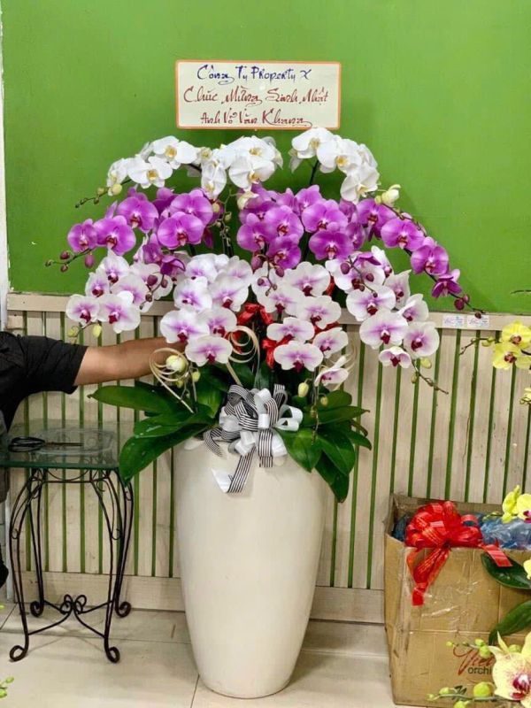 Chậu lan hồ điệp mix trắng và tím