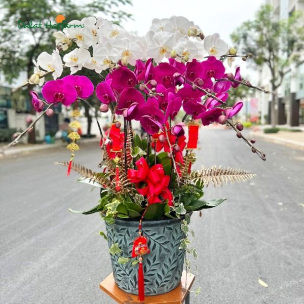 Chậu lan hồ điệp để quầy lễ tân showroom