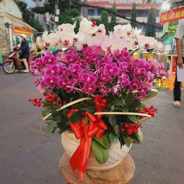 Chậu lan hồ điệp để sảnh showroom