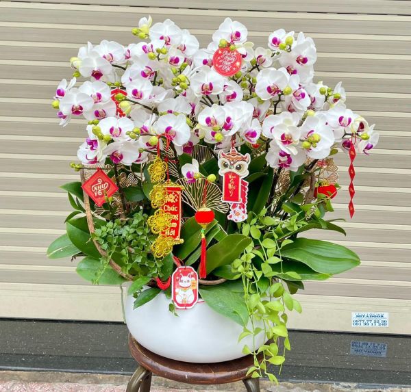 Chậu lan hồ điệp để sảnh showroom