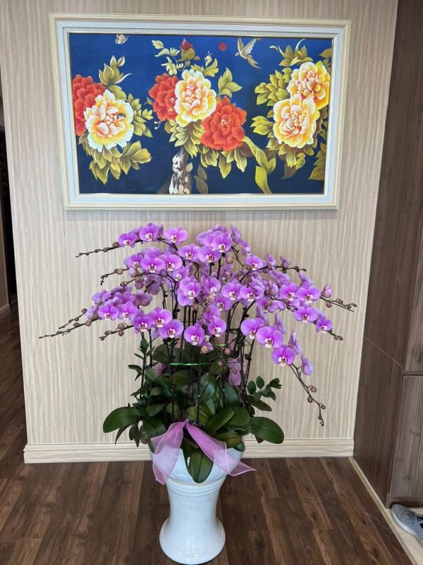 Chậu lan hồ điệp tím để sảnh showroom