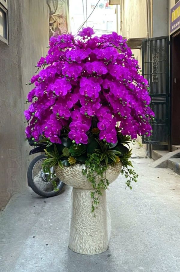 Chậu lan hồ điệp tím để sảnh công ty