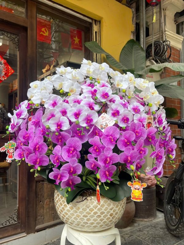 lan-ho-diep-sang-trong-cho-doanh-nghiep-6 chậu lan hồ điệp tím và trắng