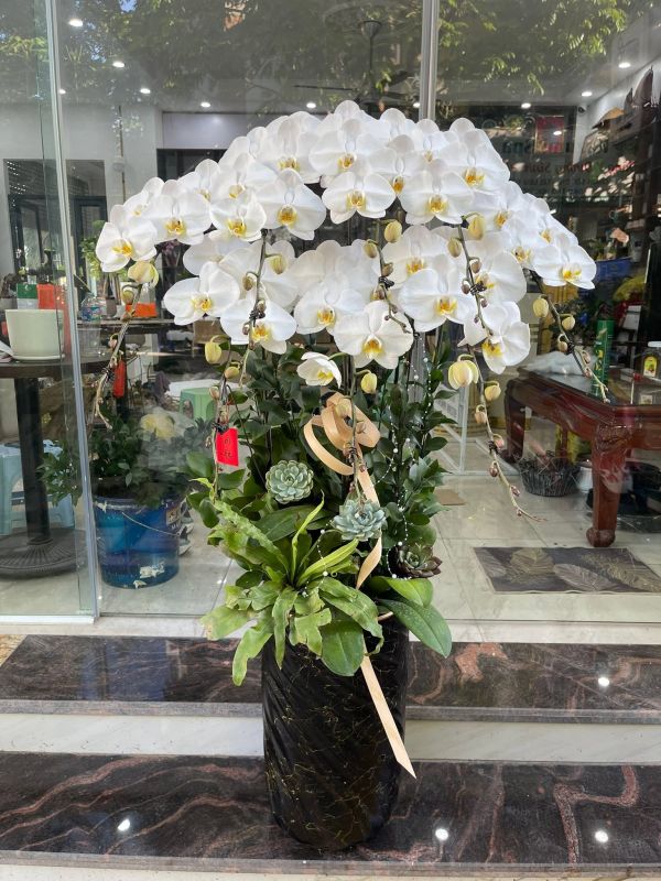 Chậu lan hồ điệp tone trắng
