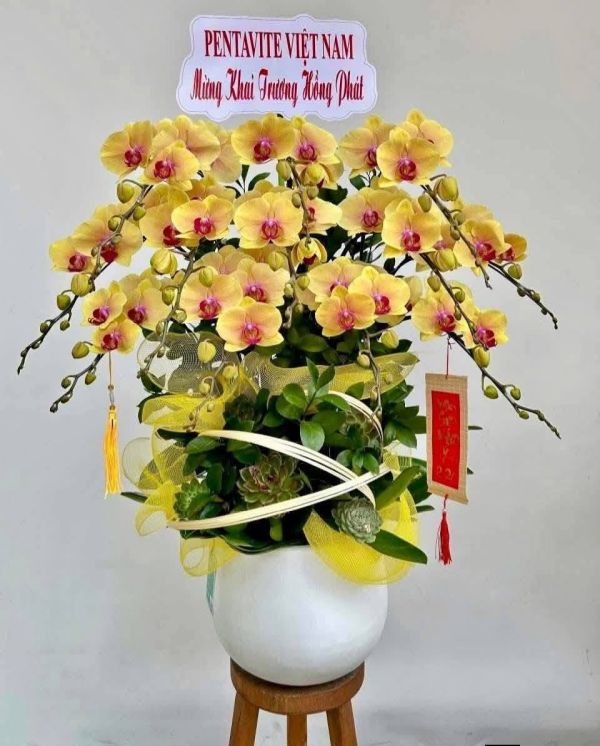 Những Mẫu Lan Hồ Điệp Được Đặt Nhiều Hiện Nay Sang Trọng Và Hiện Đại