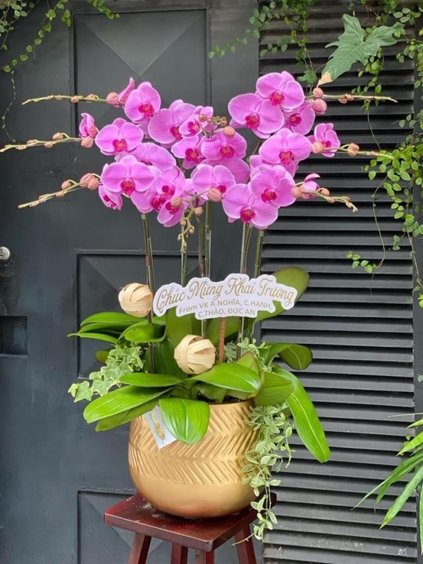 hoa lan hồ điệp khai trương