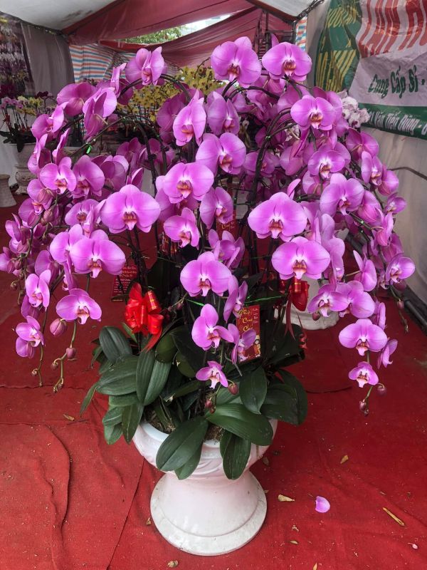 Chậu lan hồ điệp tím